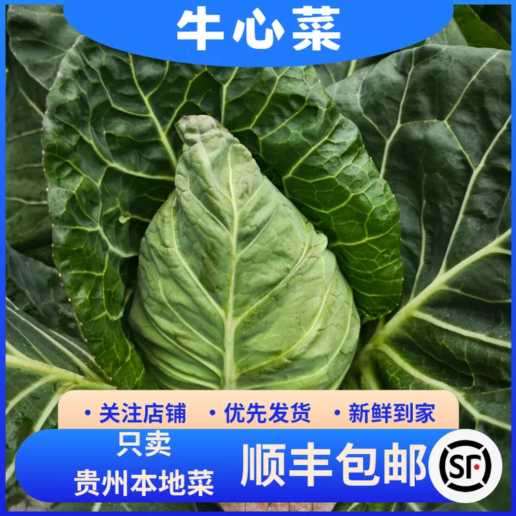 【顺丰包邮】贵州遵义牛心菜贵州本地菜
