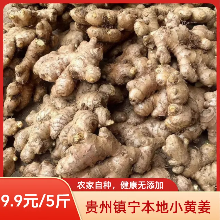 【5斤巨划算】贵州镇宁农家本地小黄姜（品质老姜）产地直发
