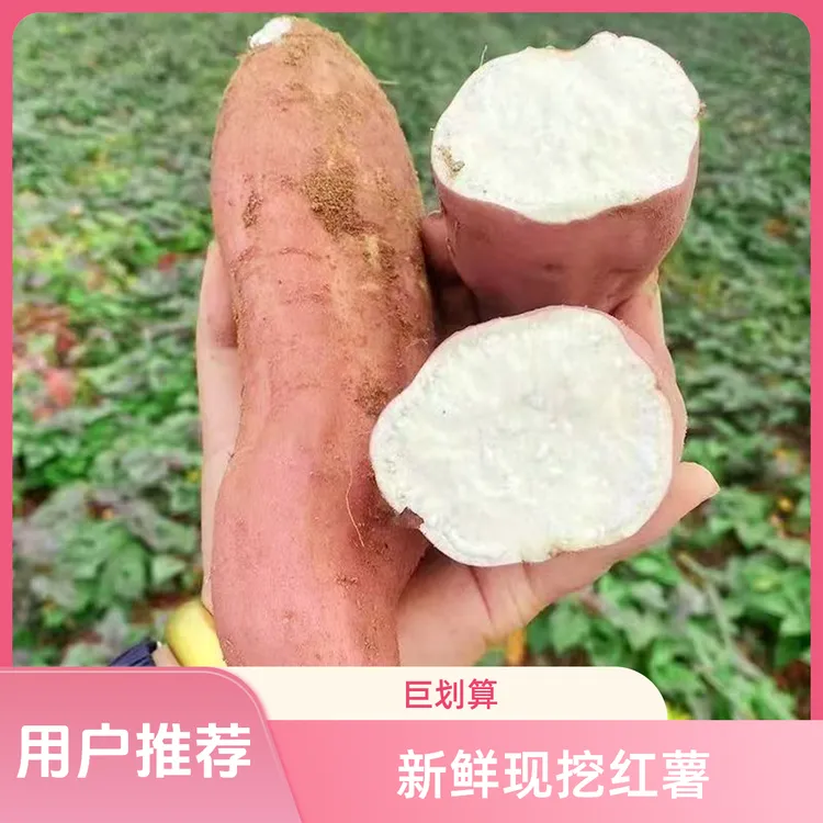 【哈密白红薯】河南沙地冰糖心白哈密红薯5斤装