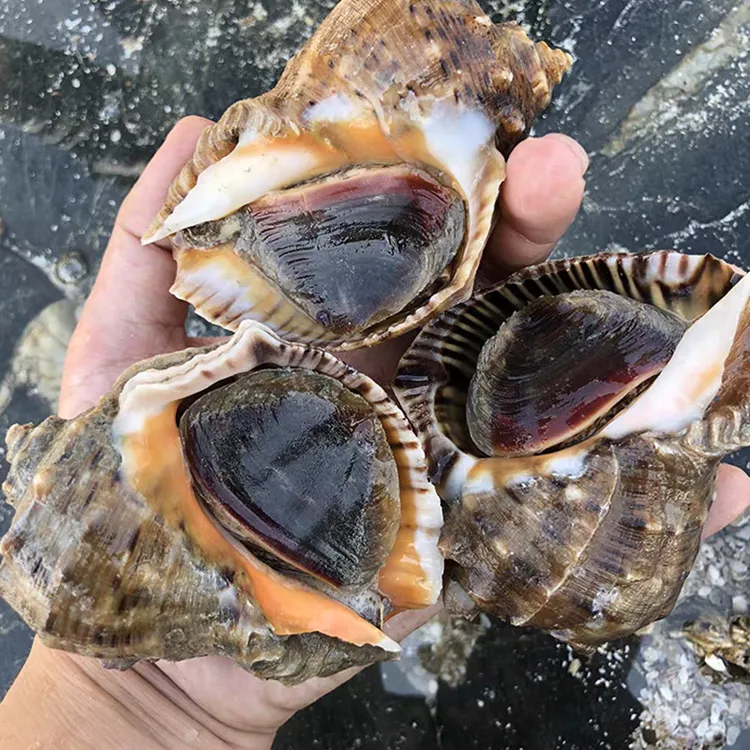 中号鲜活海螺（有紫色辣筋属于正常现象）介意勿拍