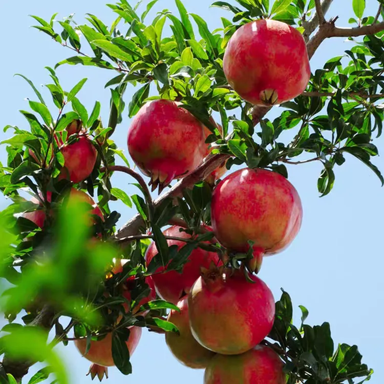 新疆特产水果皮亚曼石榴皮亚勒玛甜石榴汁多籽红和田石榴皮山石榴