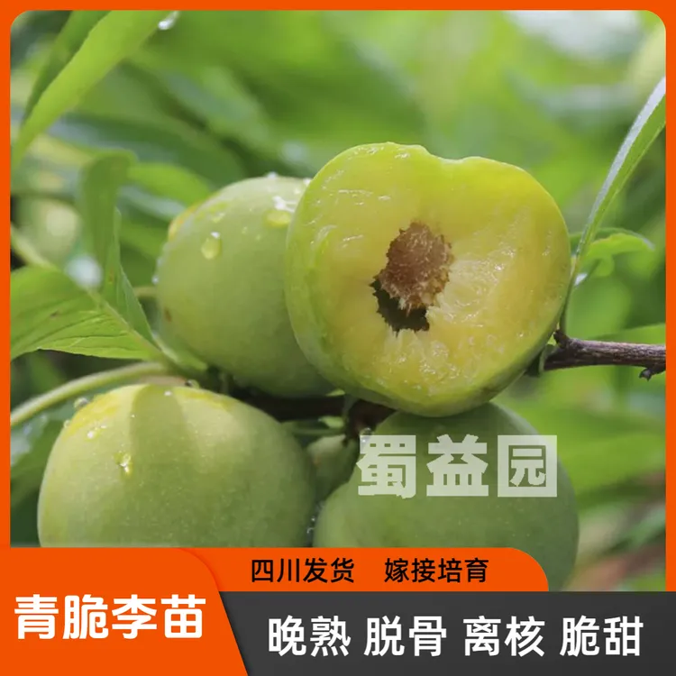 VIP纯正晚熟青脆李子树苗脱骨青脆李子苗原产地空心李子嫁接离核