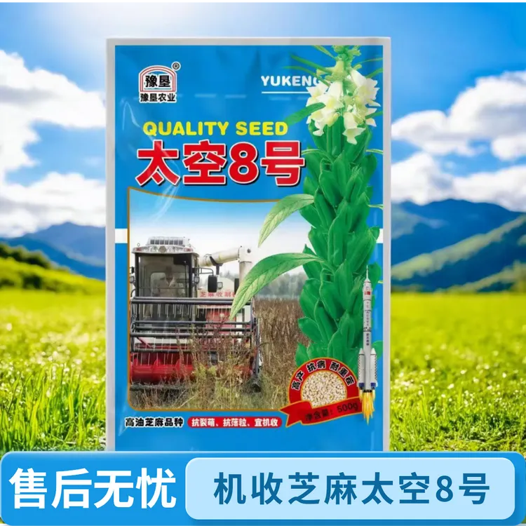豫垦太空8号芝麻种，抗裂朔，抗落粒，宜机收粮油作物种子