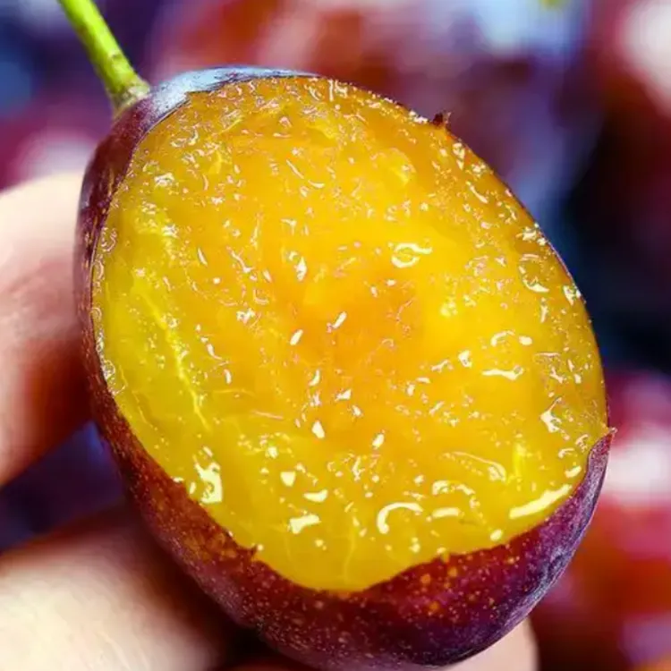 李子树苗大果超甜西梅苗南北方种植盆栽地栽嫁接果树苗