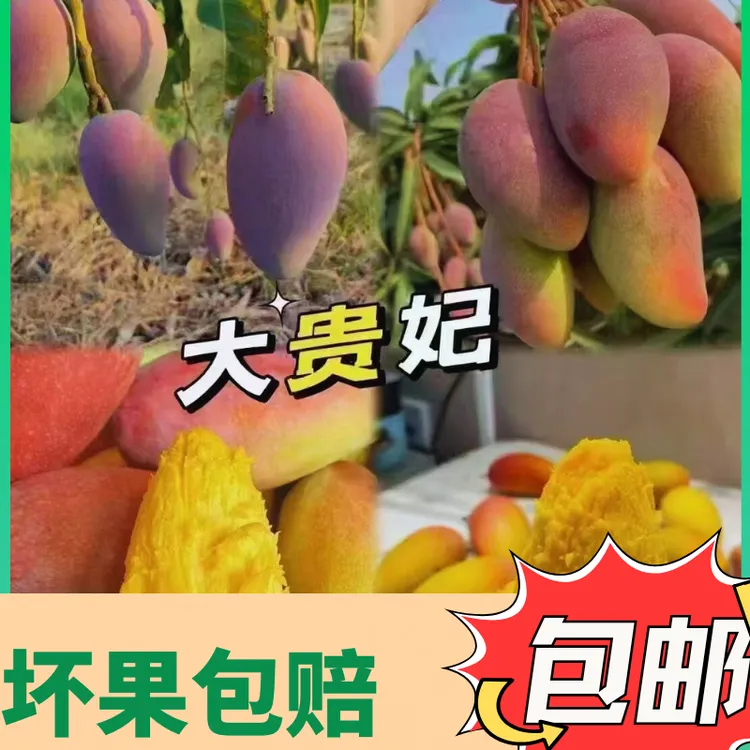 【贵妃芒】颜值超高的一款芒果  美女都爱吃  因为不上火