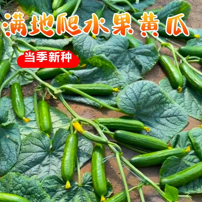 到手5包送肥料】满地爬水果黄瓜种籽爬地种孑四季无架黄瓜种子菜籽