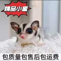 白脸马赛克蜜袋鼯幼崽网红小飞鼠活体宠物活体小朋友可爱粘人宠物