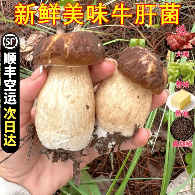 新鲜野生美味牛肝菌云南野生新鲜美味牛肝菌大脚菇顺丰包邮