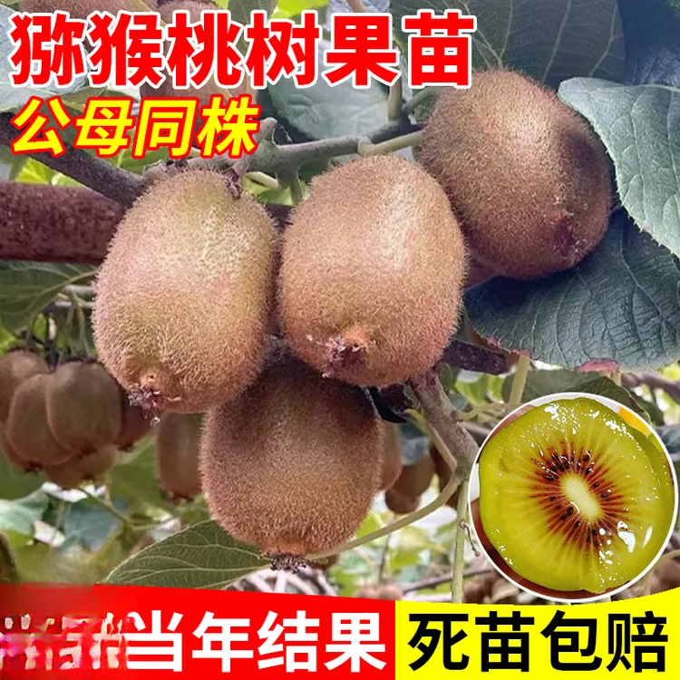 猕猴桃树果苗公母同株红心黄心徐香弥猴桃南北方奇异果猕猴苗盆栽
