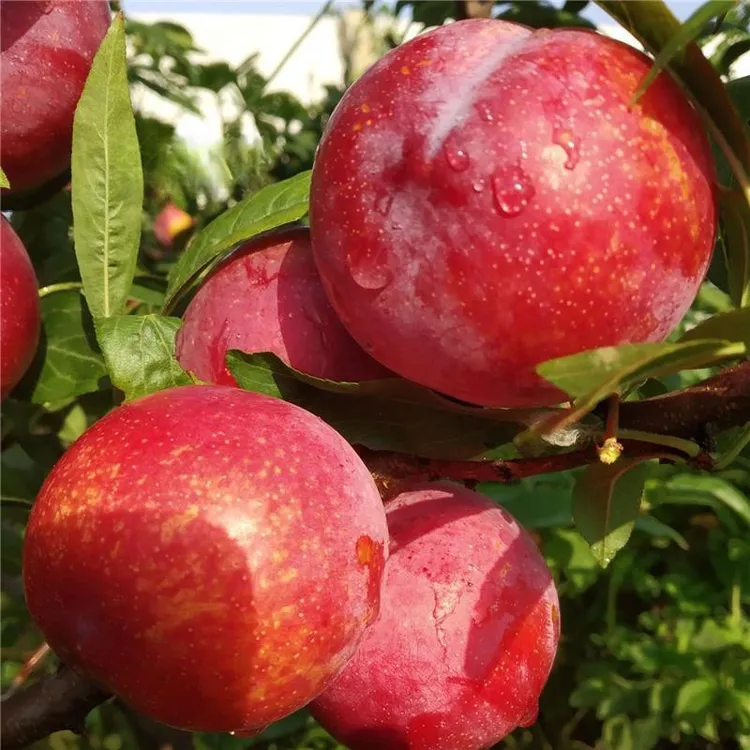 2-3年苗买1送2】新品种大红袍李子树苗嫁接李子苗南北方盆栽地栽
