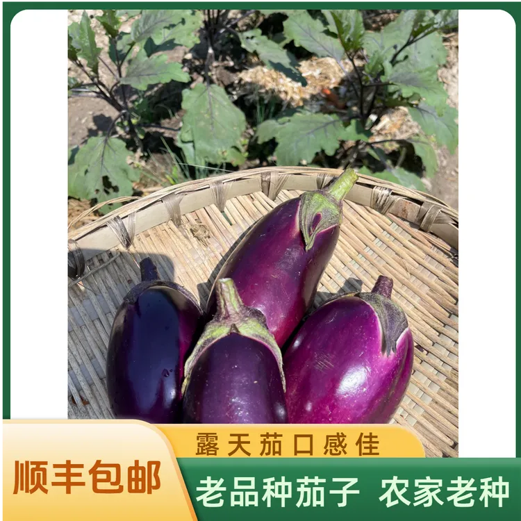 圆茄子新鲜茄子农家本地露天赣南荷包茄子擂辣椒拌茄子现采现发