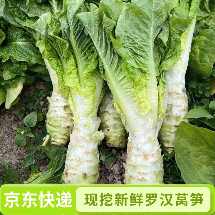 【罗汉莴笋】贵州遵义农家新鲜露天现摘香莴笋4-6斤起食用农产品