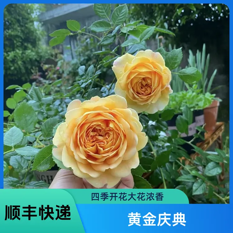 【顺丰包邮】黄金庆典大花品种爬藤月季多季节重复开花大花浓香型月