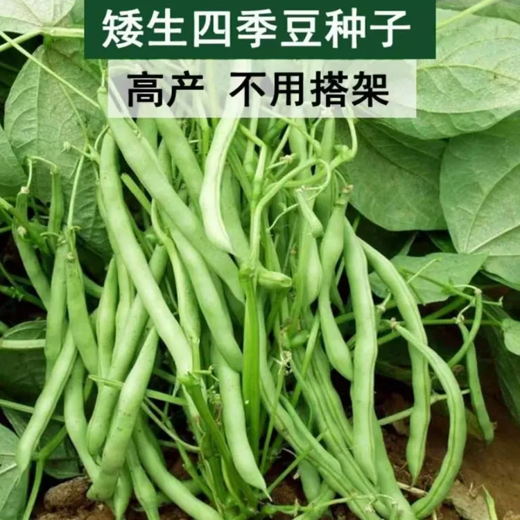 【无架四季豆种子】高产不搭架豆角种子春夏秋菜豆矮生蔬菜