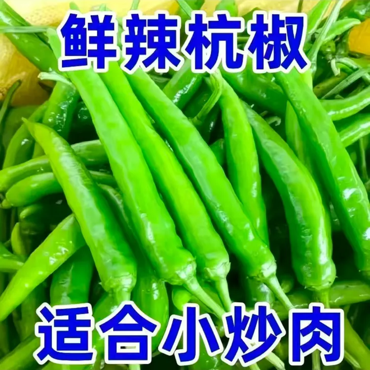现摘新鲜杭椒现摘现发香辣3斤5斤10斤