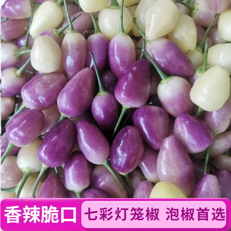 云南新鲜七彩椒五彩灯笼椒脆香可腌制泡椒特产包邮