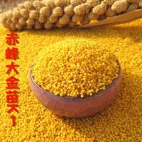 【阿飞专属】内蒙赤峰K1大金苗糯黄小米