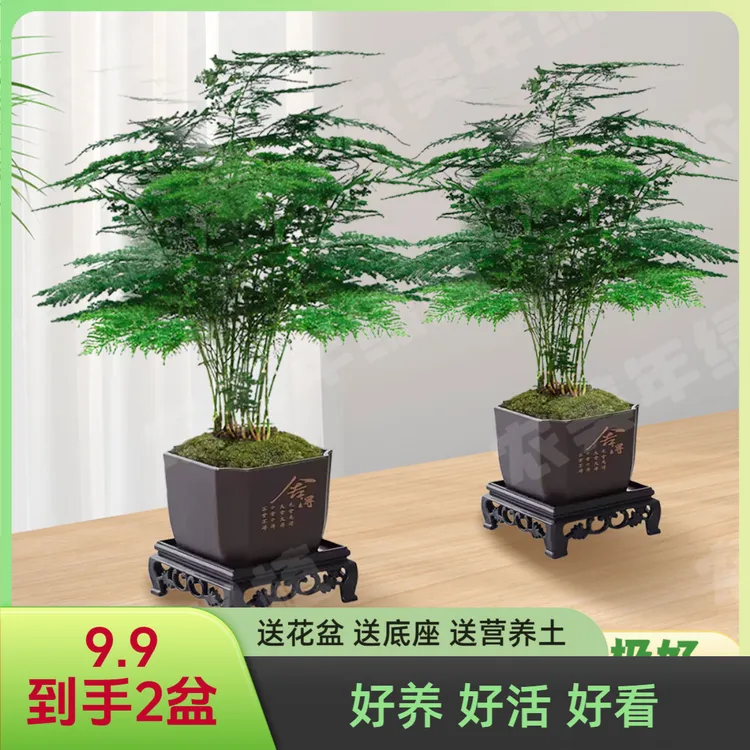 【到手两盆】文竹盆栽驱蚊净化空气吸附甲醛室内办公室桌面绿植富贵商品图