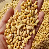 老品种｜农家腰形黄豆260g（豆香浓郁）「梅梅1」