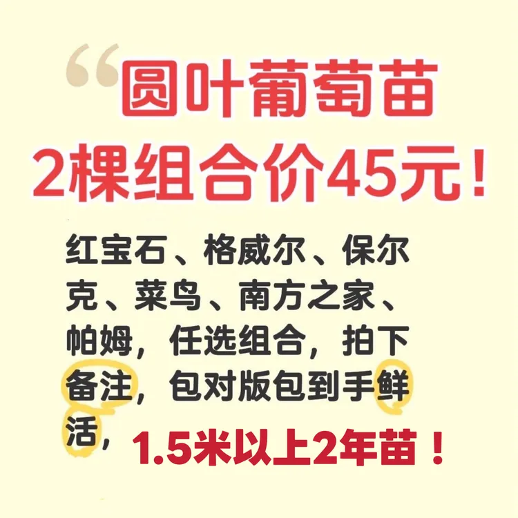 2棵组合美丽价圆叶葡萄红宝石格保尔克南方帕姆2年苗1.5米高