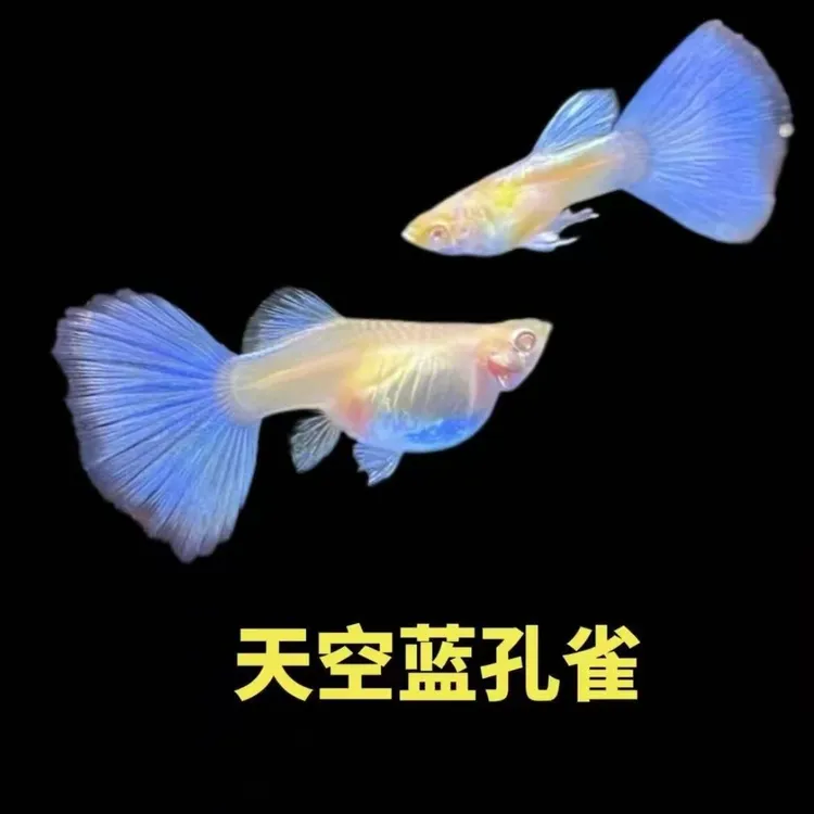 精品天空蓝孔雀鱼带肚孕母小型热带观赏鱼适合新手