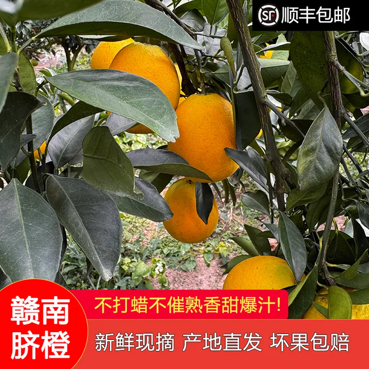 赣南脐橙赣南脐橙新鲜产地直发赣州脐橙礼盒水果当季整箱正宗脐橙