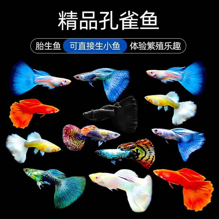 杂袍孔雀活体淡水观赏鱼耐活小型好养耐寒小鱼桌面鱼鱼缸观赏鱼