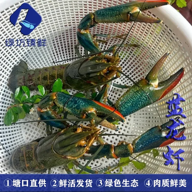 澳洲淡水蓝龙虾   三斤装和五斤装  顺丰空运包邮  活鲜包肥     