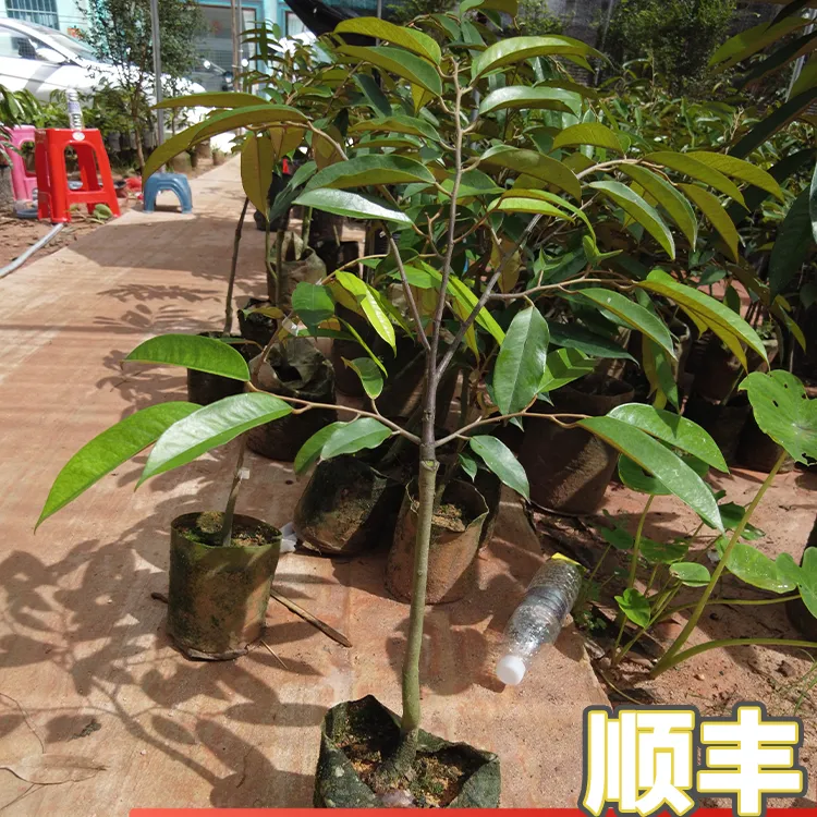 三年榴莲嫁接苗金枕、猫山、黑刺原土原杯带叶发货 （叶子对半修剪）