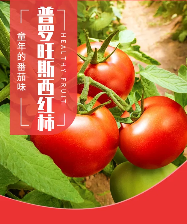 湖北长阳高山特产沙瓤水果西红柿软糯酸甜可口现摘现发