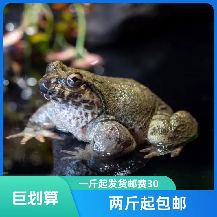贵州大山石冻蛙石哈蛙两斤顺丰包邮
