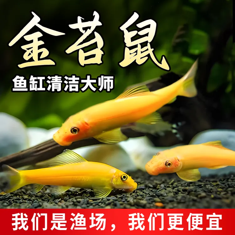 金苔鼠清道夫清洁鱼观赏鱼活体工具鱼除藻吃粪便鱼缸水族箱