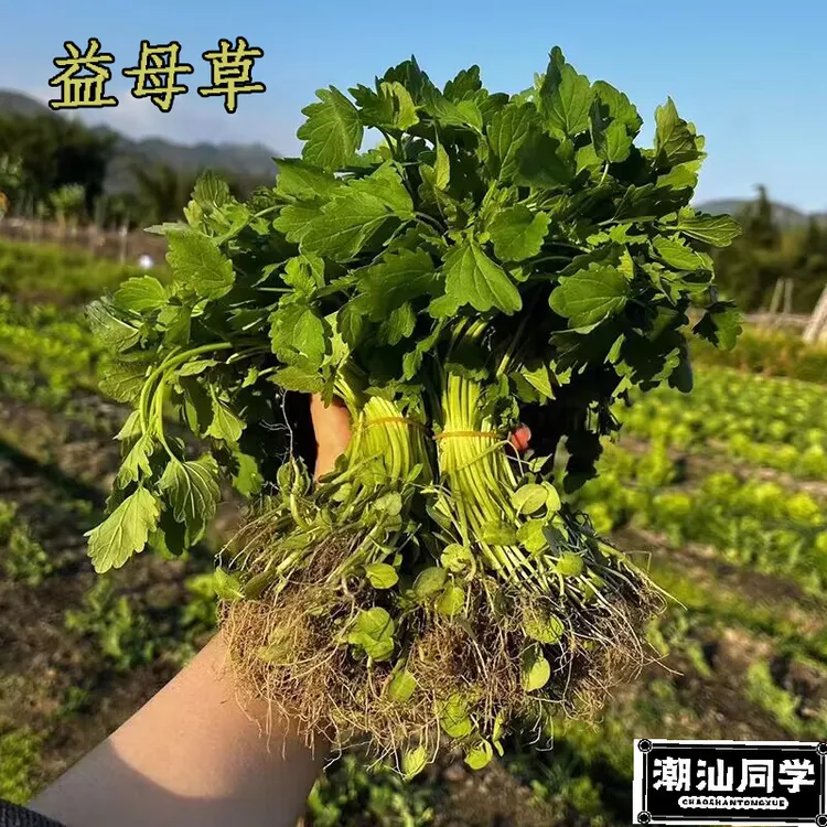 潮汕新鲜食用益母草/顺丰省内包邮潮汕本地潮汕同学农产品