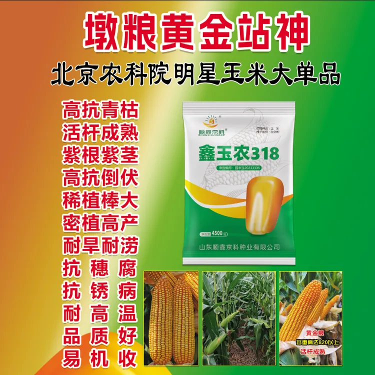 北京农科院新国审【大棒型】鑫玉农318抗病高产