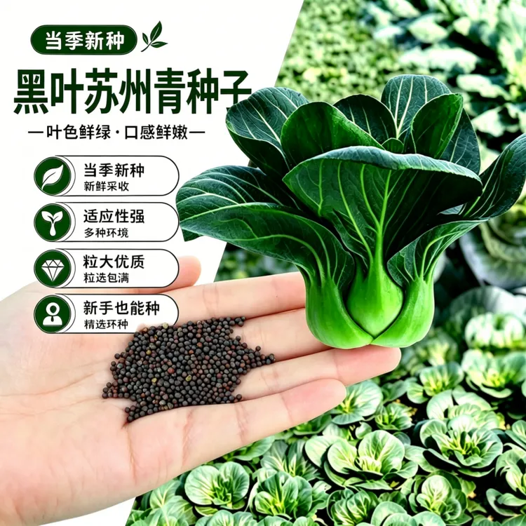 【 L 】 黑叶苏州青种子商品图