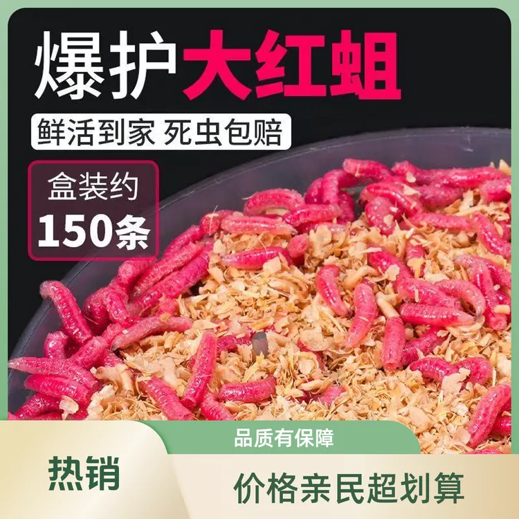 精品新鲜活红蛆虫浓腥钓鱼鱼饵饵料红蛆虫大号可以钓石斑钓饵溪流