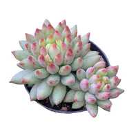 岩字 带盆(多肉植物)满19.9包邮 云南基地源头直发新手好养