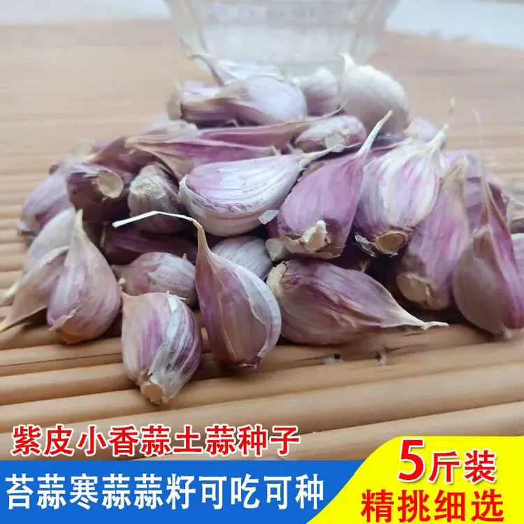 紫皮小蒜瓣早寒蒜可吃可种红皮蒜苗白帽蒜苔