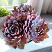 【三头起赫拉】【满9.9包邮】星花怒放阳台露台办公多肉植物栽种养