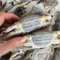 【冻蟹】舟山野生海捕梭子蟹肉母蟹 福利品 舟山顺丰冷链发货 4两左右/只 净重4斤以上 到手12只