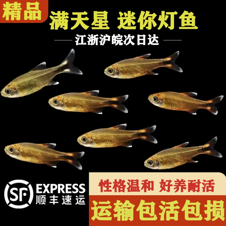 迷你灯鱼满天星小鱼好养耐活