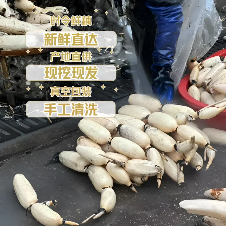 现挖现发湖北特产10斤实惠回购装炒炖凉拌都好吃莲藕湖北藕新鲜