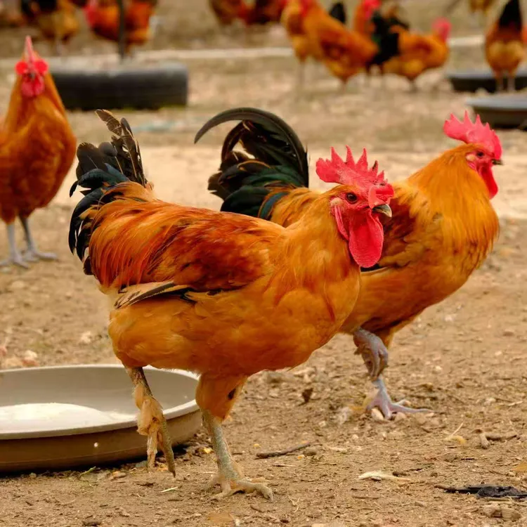 内蒙古包头白彦沟纯粮散养大红公鸡