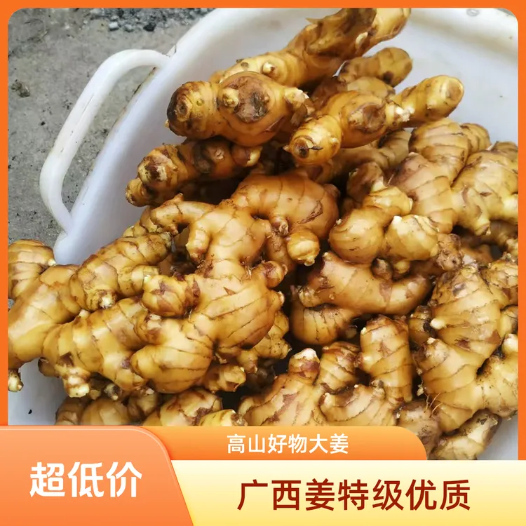 广西大姜大肉姜老姜优质好姜高山好物生姜