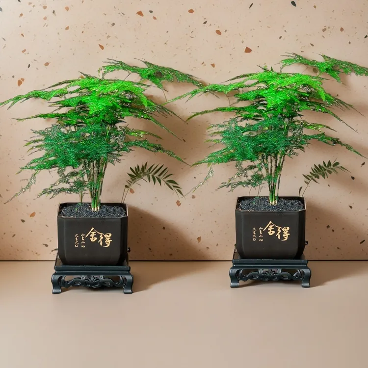 文竹盆栽植物四季常青室内外花卉桌面观叶好养植物