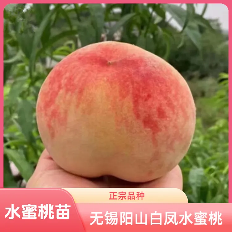 无锡阳山水蜜桃苗白凤桃树苗嫁接地栽新品种桃树苗南方北方种植