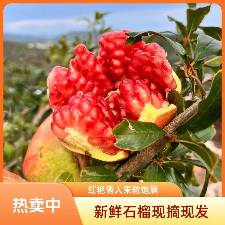 四川会理软籽石榴新鲜采摘应季水果鲜甜多汁