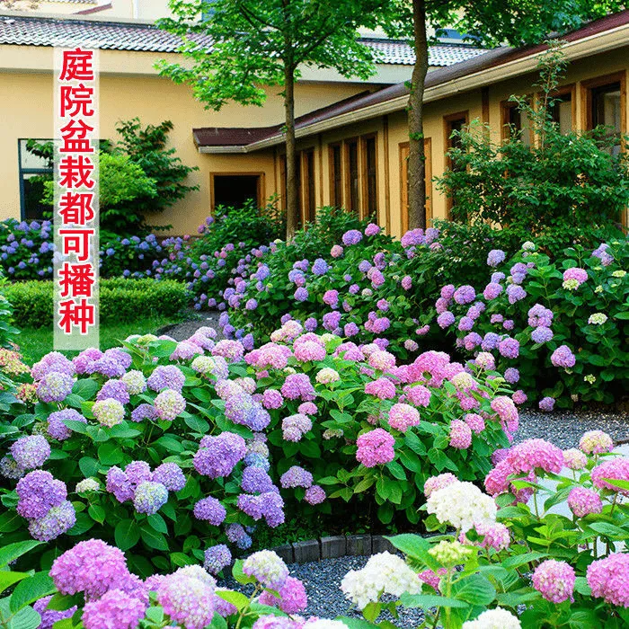 混色梦幻绣球花种子庭院阳台盆栽地栽易活四季开花室外花种子