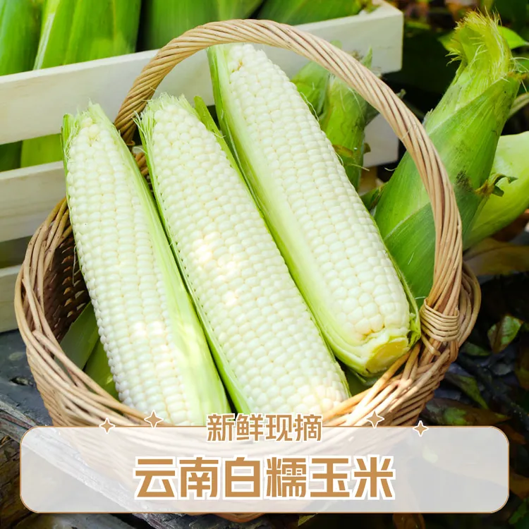 精选白糯包谷新鲜玉米烧包谷包谷当季现摘整箱包邮