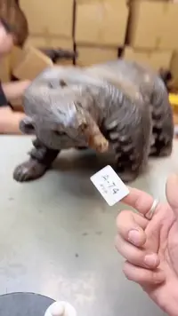 【闪购商品】瓷片74聚宝缘二号店